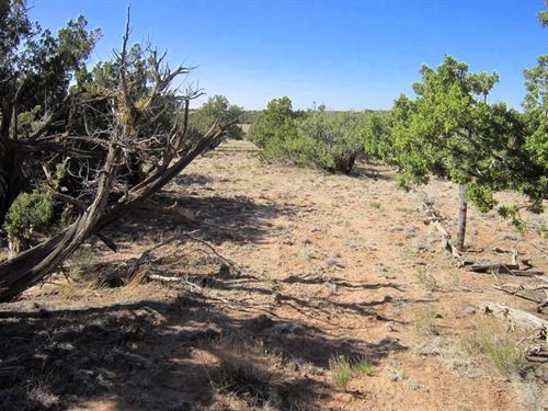 Freedom & Limitless Options : Sanders : Apache County : Arizona