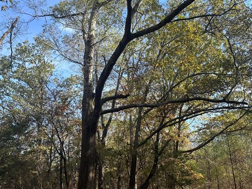 37 Acres North Pickens County : Kennedy : Pickens County : Alabama