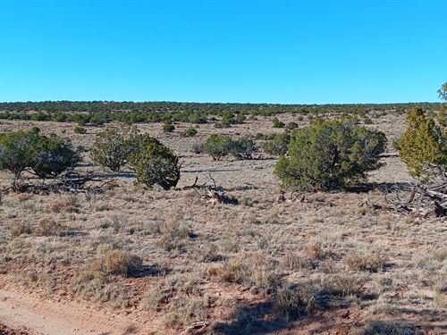 $99 Down, 5 Acres in Sanders, AZ : Saint Johns : Apache County : Arizona