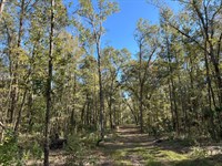 55 Acres in Reddick, FL : Reddick : Marion County : Florida