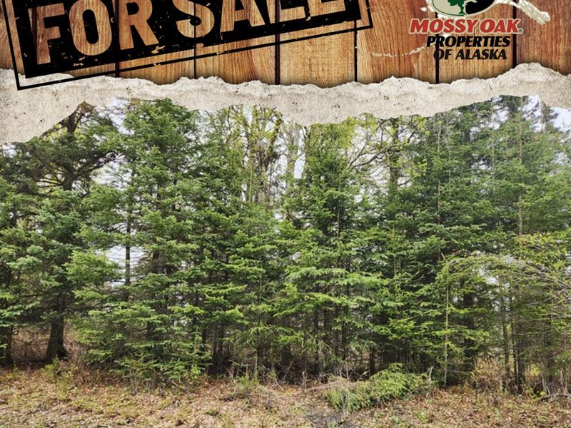 1 Acre Heavily Wooded Vacant Lot : Kenai : Kenai Peninsula Borough : Alaska