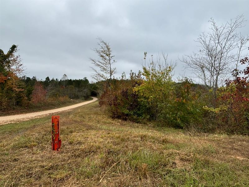 Diverse Land Opportunities, Up to : Hamilton : Marion County : Alabama