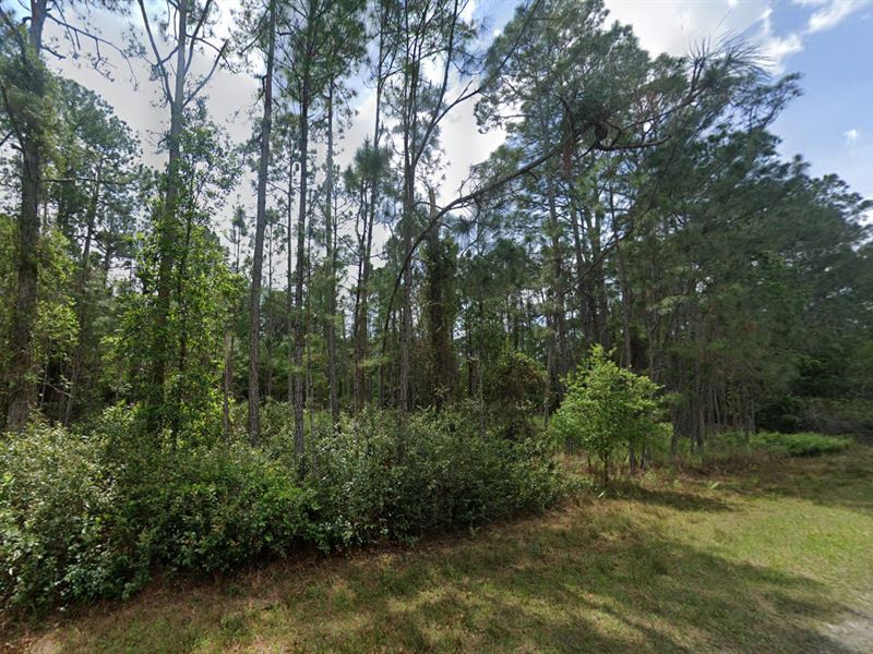 Land Ownership Is Easy : Georgetown : Putnam County : Florida
