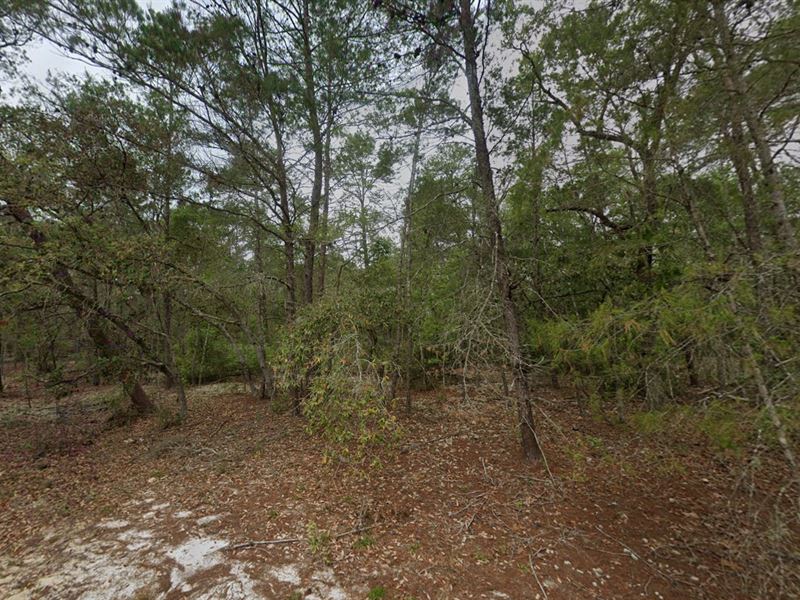 This is Real, Get Your Piece of FL : Stasuma : Putnam County : Florida