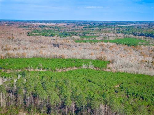 Blackwater Tracts : Little Rock : Dillon County : South Carolina