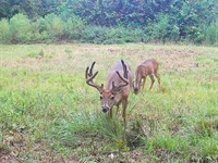 Prime Big Buck & Turkey Tract Near : Vicksburg : Warren County : Mississippi