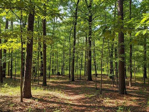 Beautiful Creek and Forest : Texarkana : Miller County : Arkansas