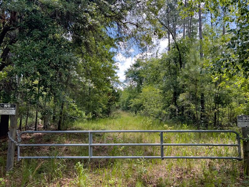Brushy Hammock Farm Lot 1 : Mayo : Lafayette County : Florida