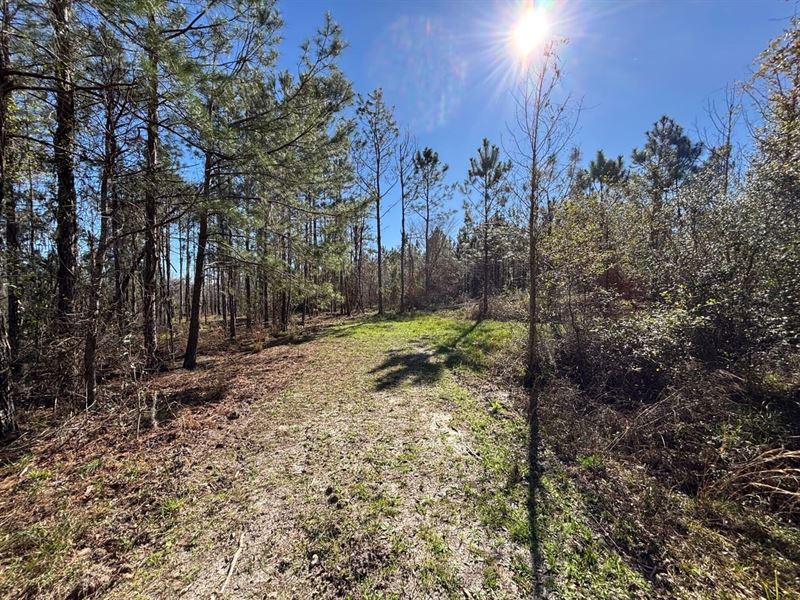 Brushy Hammock Farm Lot 4 : Mayo : Lafayette County : Florida
