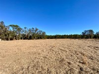 39.19 Acres on Captain Brown Rd : Madison : Florida