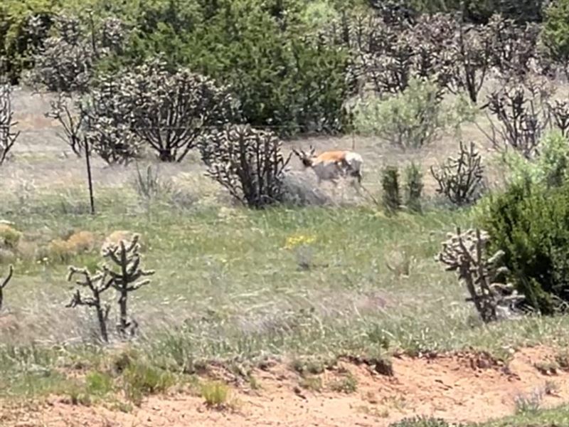Mountainair Home with 80 Acres : Mountainair : Torrance County : New Mexico