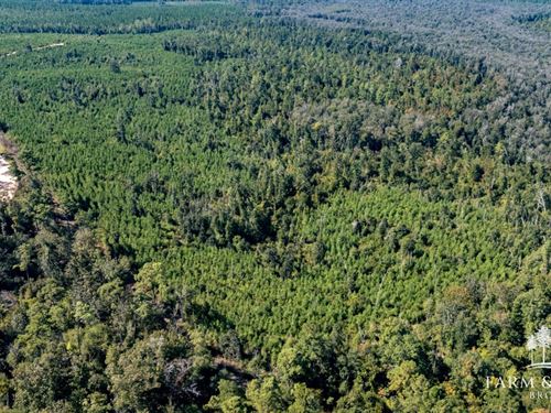 18.3 Ac Homesite Lot Jackson Co FL : Alford : Jackson County : Florida