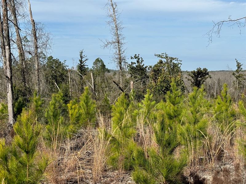 10.6 Ac Homesite Lot Jackson Co FL : Alford : Jackson County : Florida