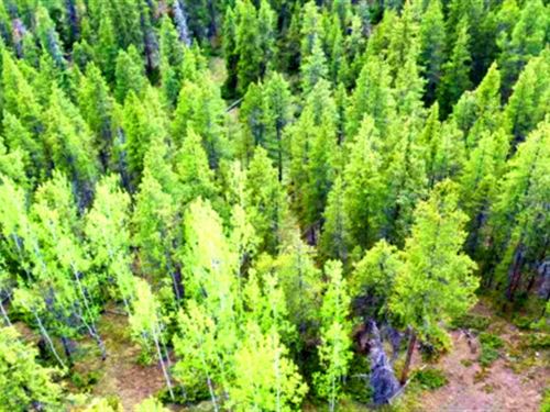 10 Acres of Private Mountain Beauty : Gunnison : Colorado