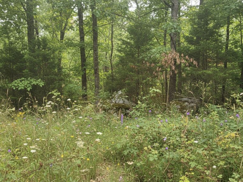 17 Acres in Laurel County, KY : London : Laurel County : Kentucky