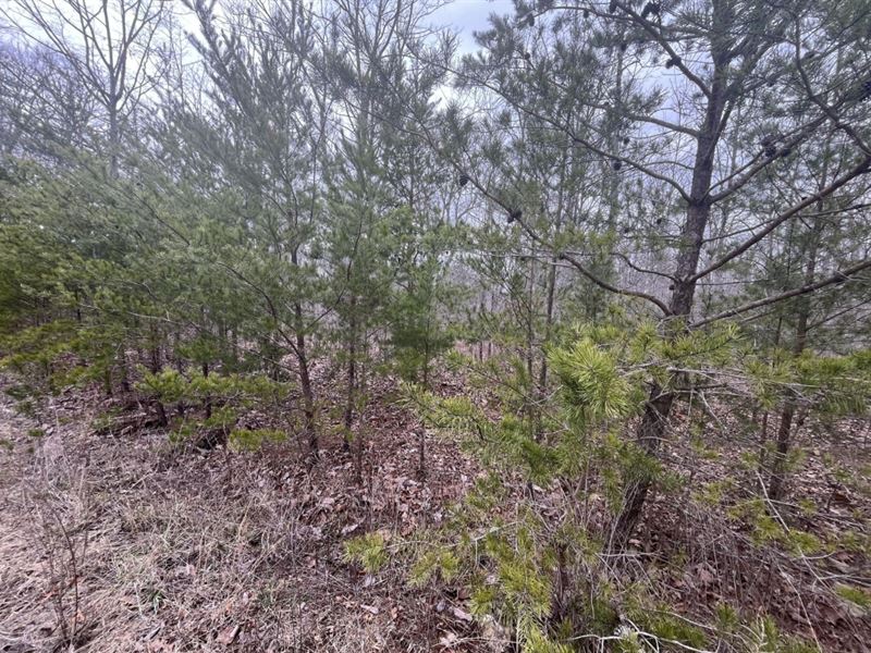 3.37 Acres in Bledsoe County, TN : Pikeville : Bledsoe County : Tennessee