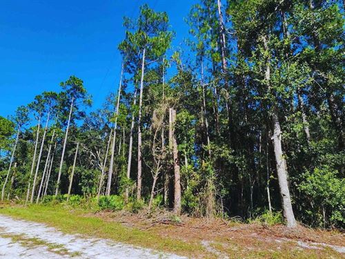 Flat, Treed, Lake Access $175/Mo : Georgetown : Putnam County : Florida