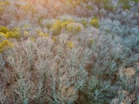 Reduced, 32.6 Acres Near Oxford : Heflin : Cleburne County : Alabama