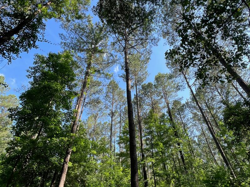 185 Acre Hunting and Timberland : Demopolis : Marengo County : Alabama