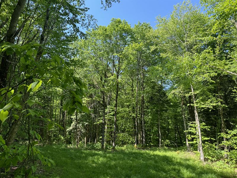 Tug Hill Woodlands and Pond Views : Lewis : Lewis County : New York