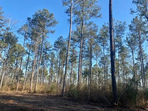 13 Acres, Tylertown, MS : Tylertown : Walthall County : Mississippi