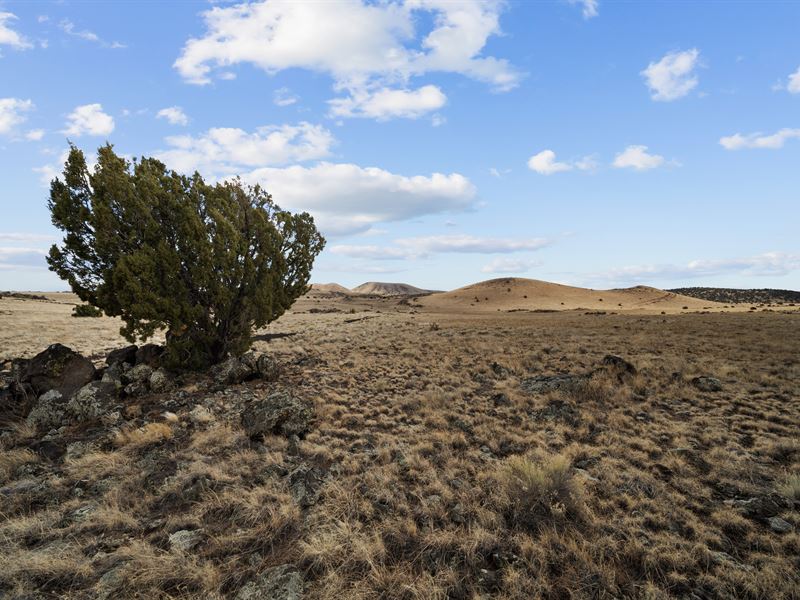 Explore Nature's Beauty : Saint Johns : Apache County : Arizona