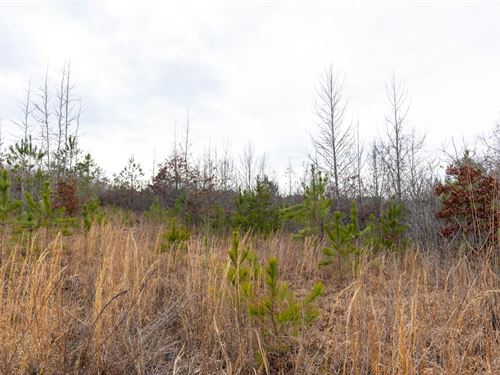 Owner Finance Alabama Property : Bankston : Fayette County : Alabama