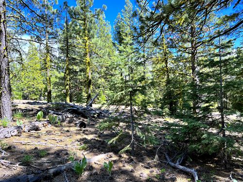 California Land, Mountain Camping : Alturas : Modoc County : California