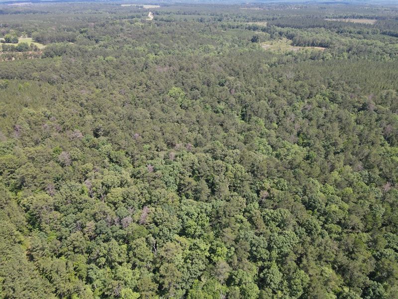 42 Acres Off Harry Booker Rd : Evergreen : Conecuh County : Alabama