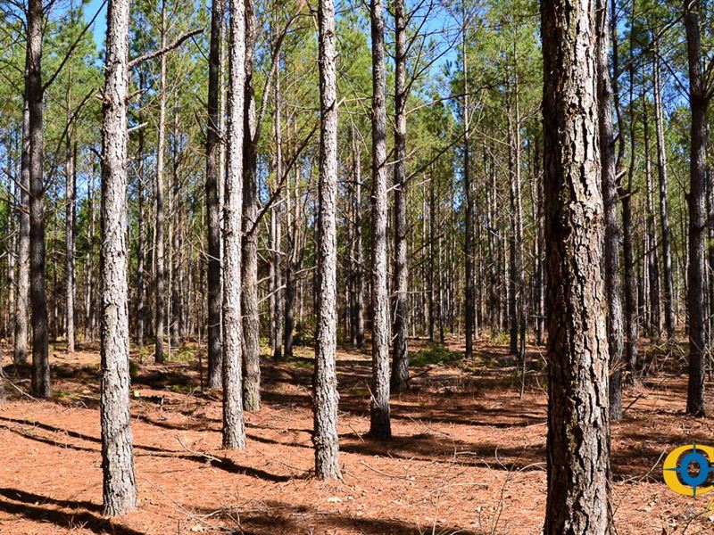 Old Georgetown Road : Westville : Kershaw County : South Carolina