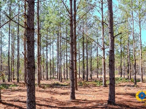 Quarter Branch Tract : Westville : Kershaw County : South Carolina