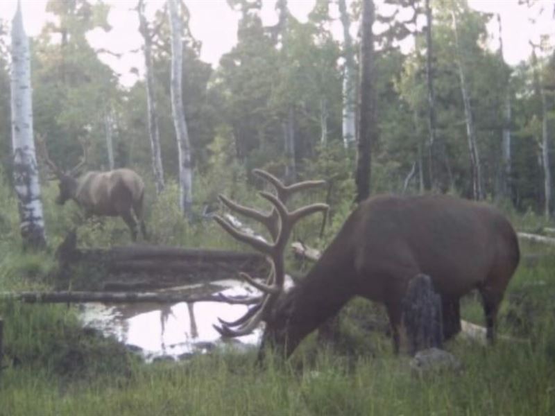 Buckhorn Lakes Mountain Hunting Ran : Montrose : Montrose County : Colorado
