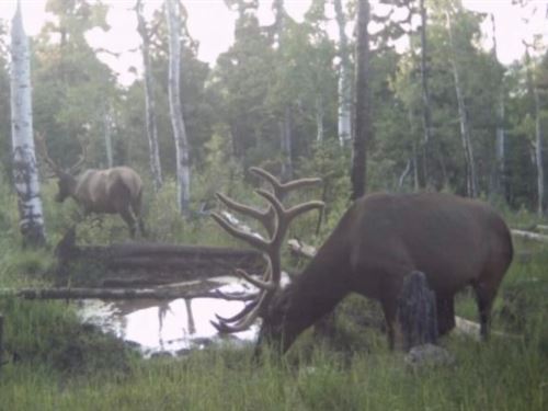Buckhorn Lakes Mountain Hunting Ran : Montrose : Colorado