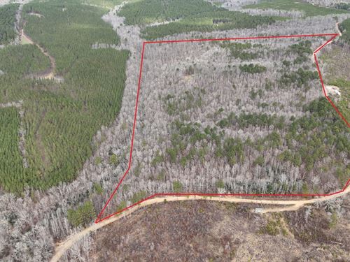 82 Acres in Marion Co, AL : Hamilton : Marion County : Alabama