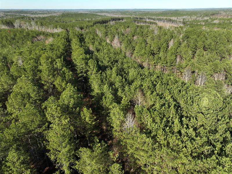 Millport Timber Tract : Millport : Pickens County : Alabama