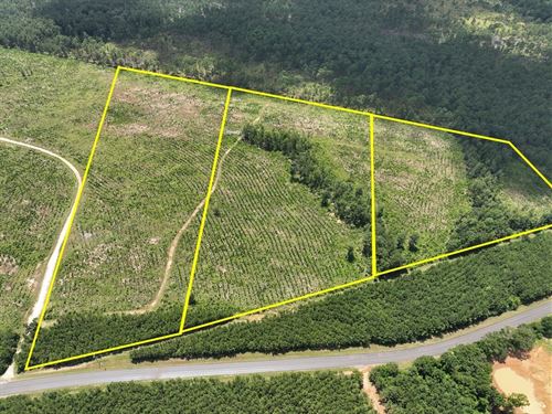 17 Acres, T-3, FM 1276, 00011 : Dallardsville : Polk County : Texas
