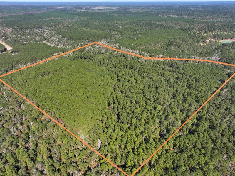 83 Acres, Unrestricted, Tanyard : Willis : Montgomery County : Texas