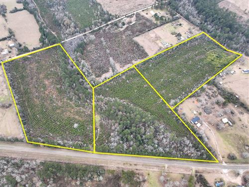 35 Acres, FM 2626 & County Road 20 : Newton : Texas