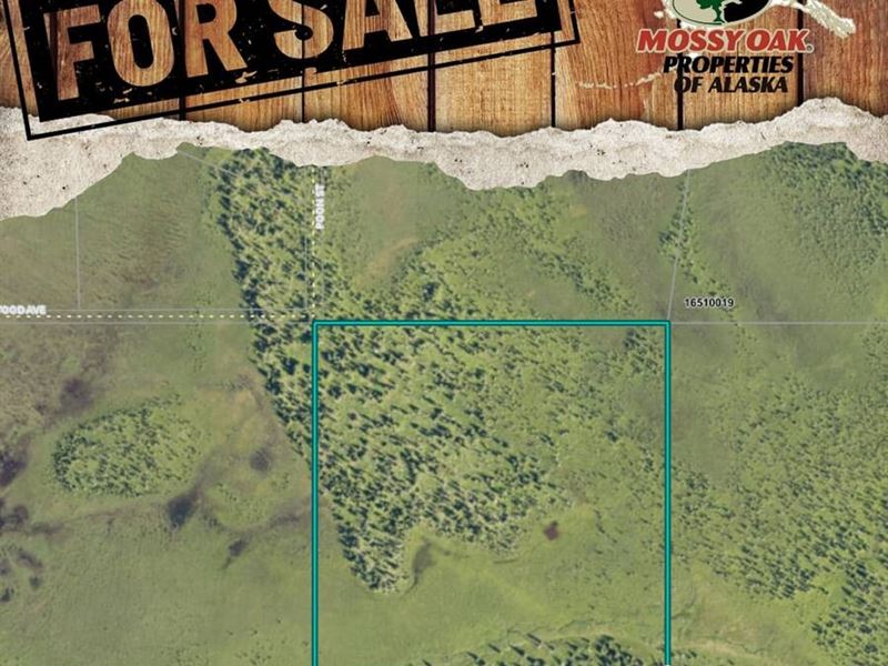 40 Acres in Anchor Point, Alaska : Anchor Point : Kenai Peninsula Borough : Alaska