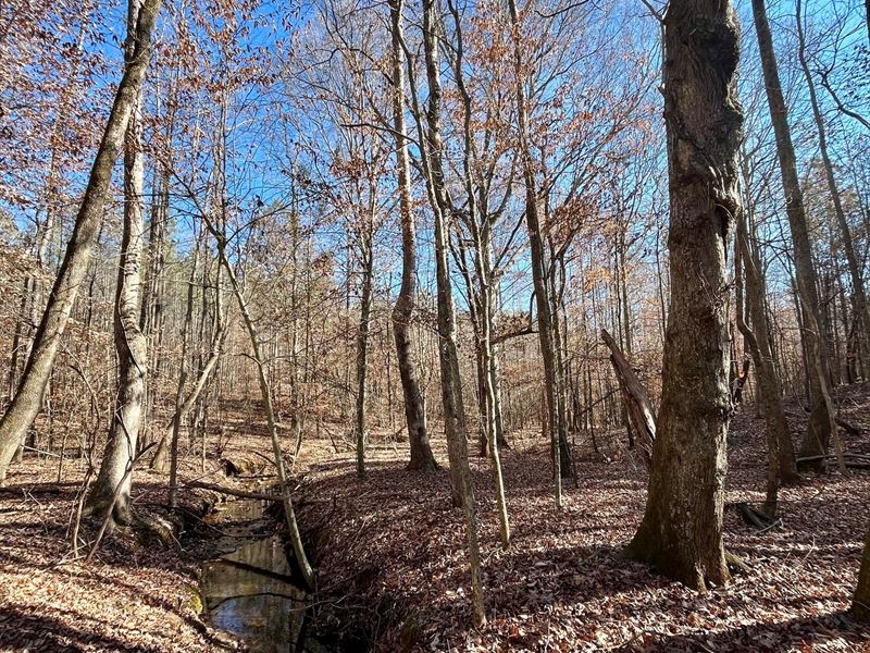 39.5 Acres Randolph County : Newell : Randolph County : Alabama