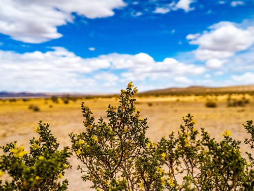 40 Acres in Newberry Springs, CA : Barstow : San Bernardino County : California