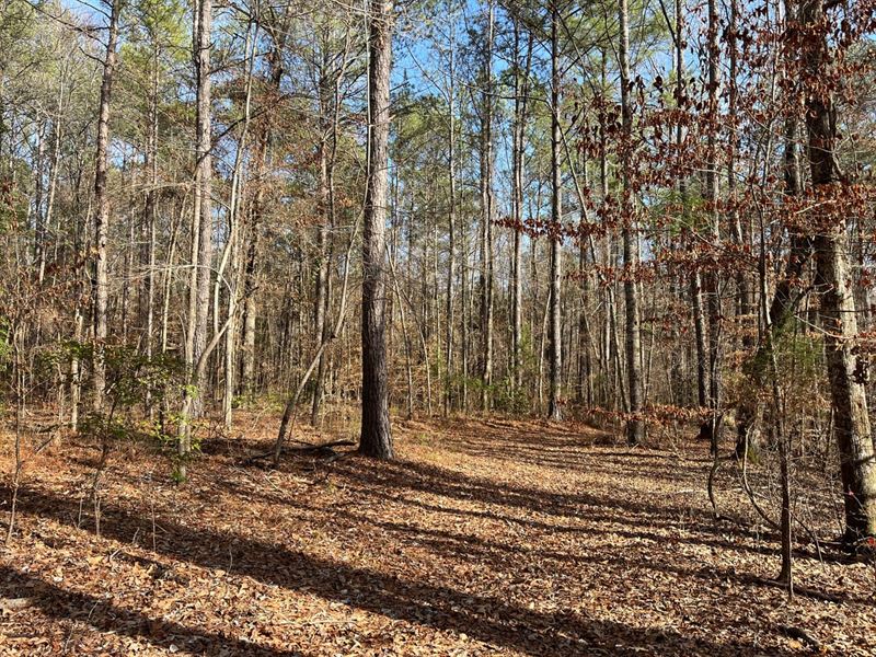 39 Acre Timber/Recreation Tract : Marion : Perry County : Alabama
