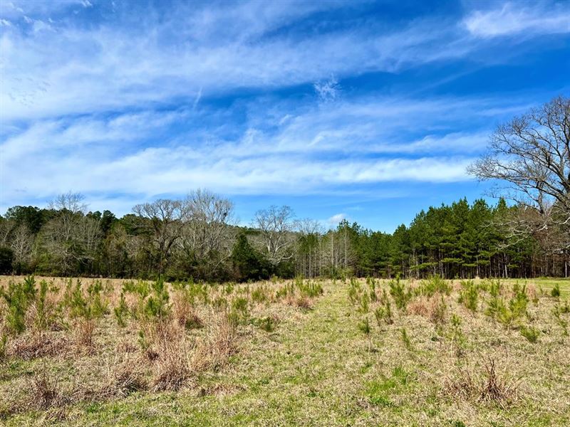 4.40 Ac Hwy 24, Liberty, MS : Liberty : Amite County : Mississippi