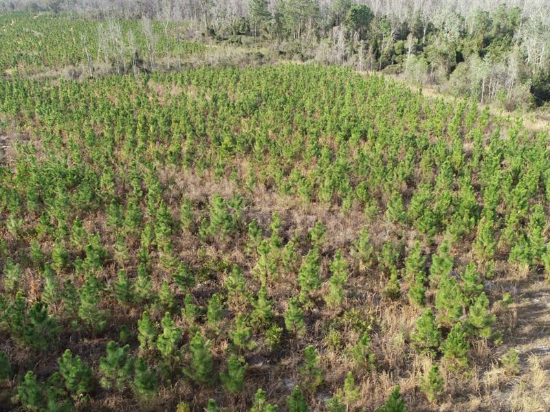 264 Ac Timber Invesment and Recreat : Greenville : Madison County : Florida