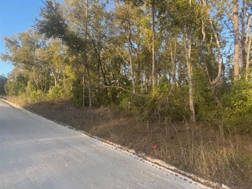 Wooded Oasis : Lake City : Suwannee County : Florida