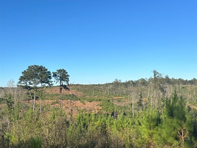 54 Acres Mt. Carmel Rd. Millry : Millry : Washington County : Alabama