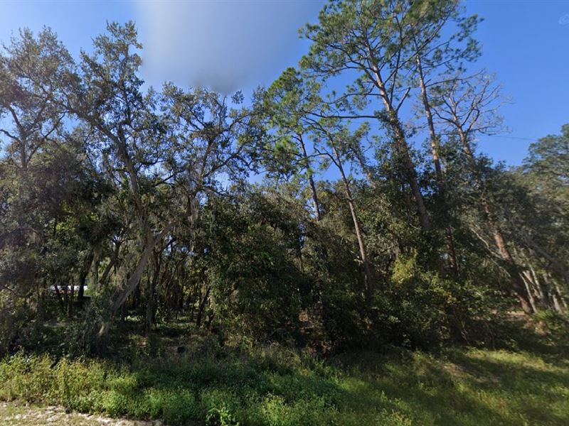 Perfect Spot $149 Down : Interlachen : Putnam County : Florida
