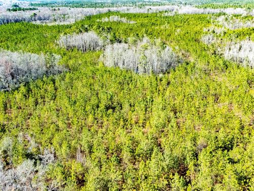 1,127 Ac Timberland And Recreationa : Greenville : Madison County : Florida