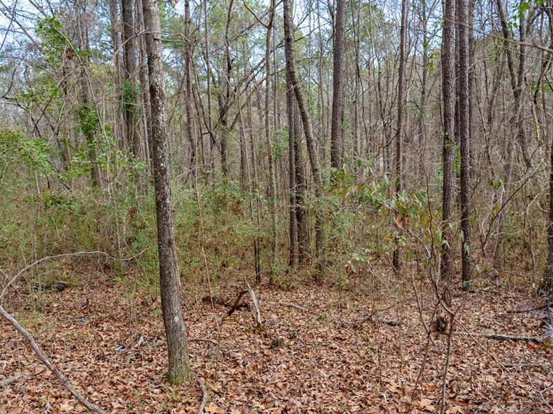 Nice Wooded Lot in Shelby County : Wilsonville : Shelby County : Alabama