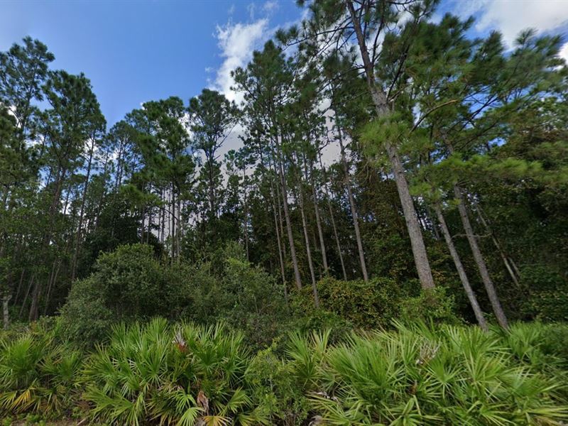 Golden Opportunity in FL $199 Down : Federal Point : Putnam County : Florida